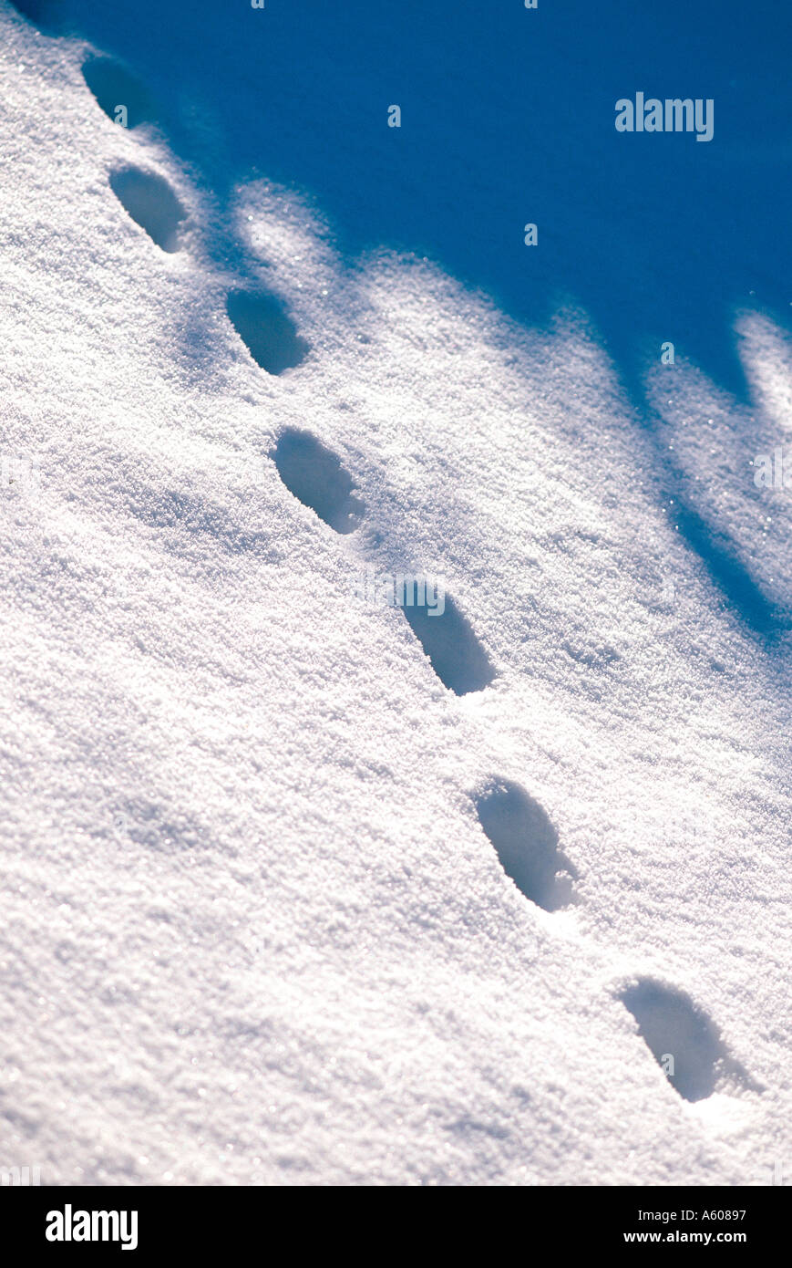 Animal paw prints in snow Stock Photo Alamy