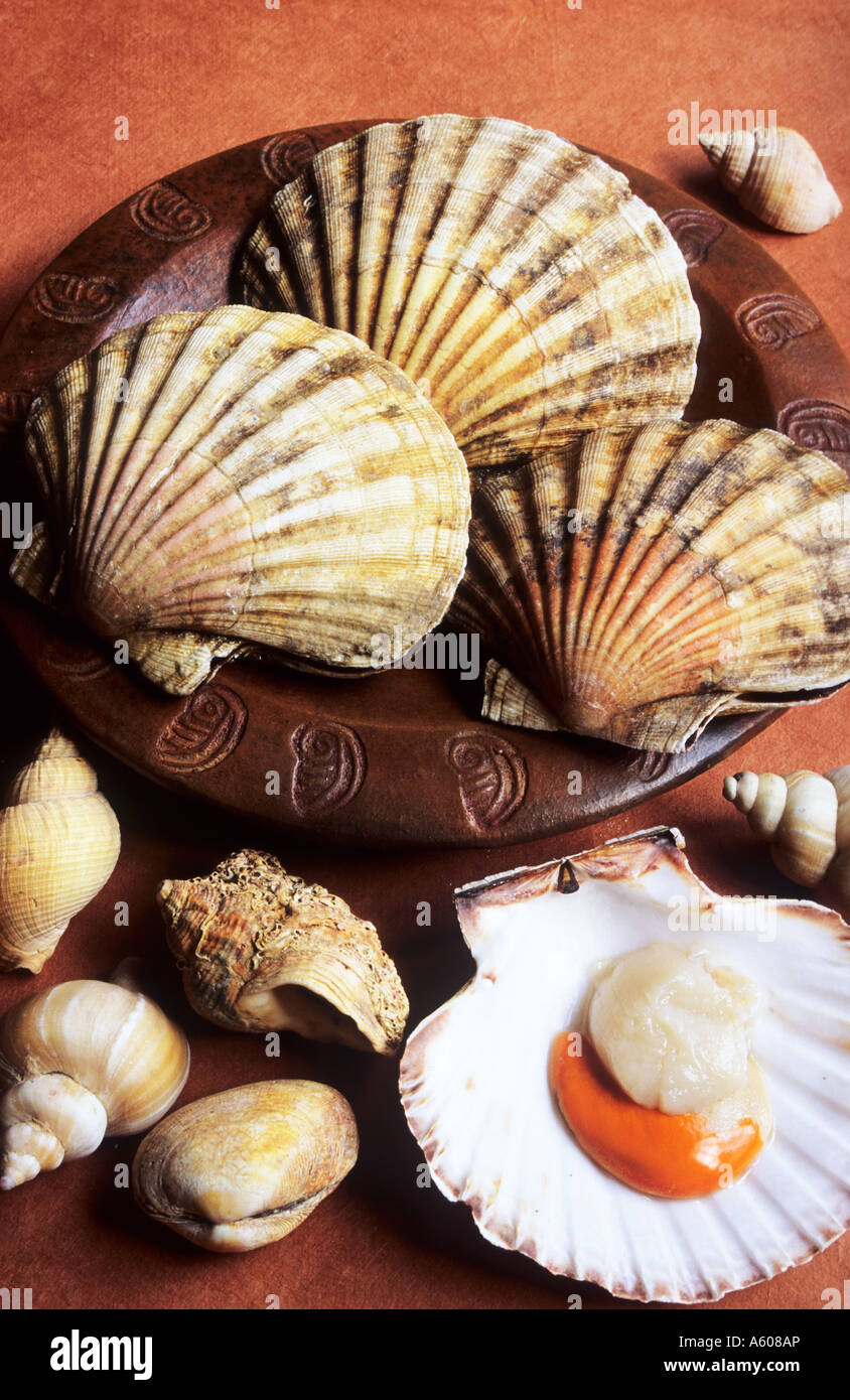 Seafood Scallops Shellfish Stock Photo Alamy