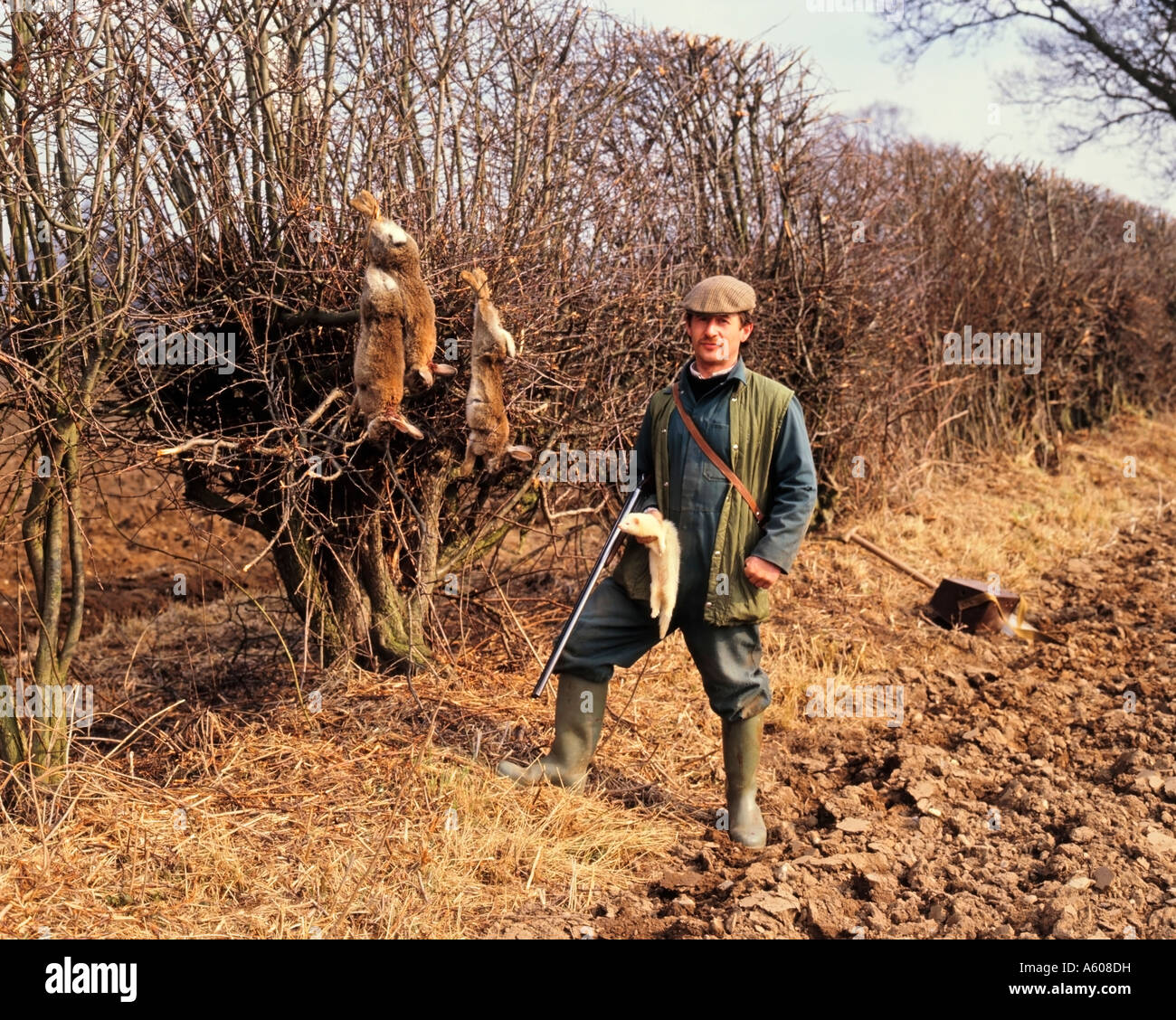 Ferreter Ferreting Hunting Rabbits Norfolk England Great Britain Stock