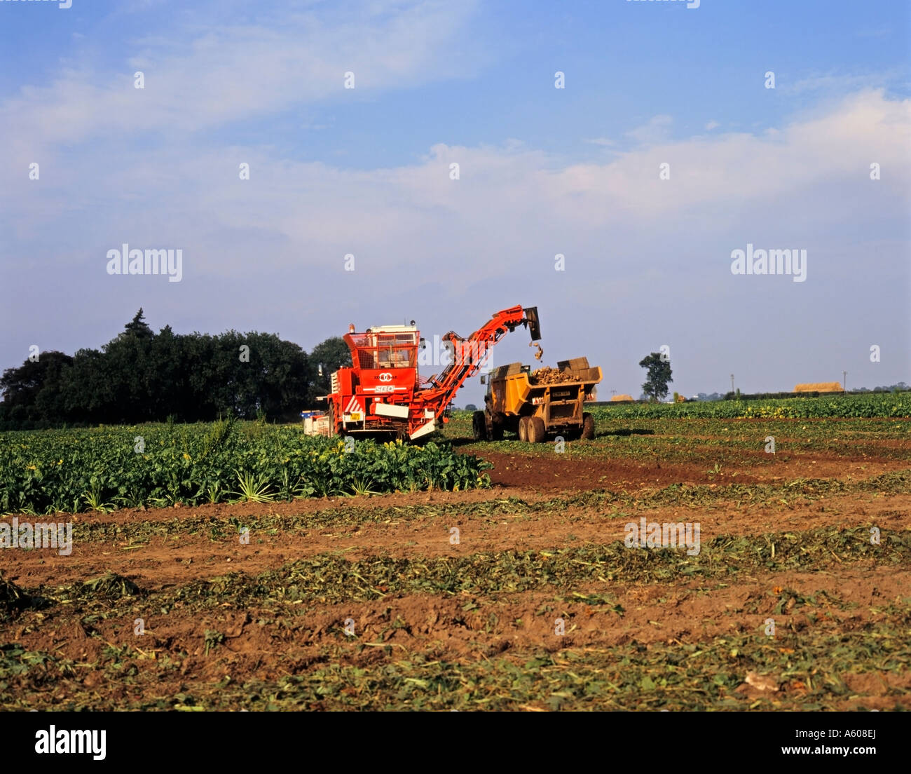 British sugar plant hi res stock photography and images Page 3