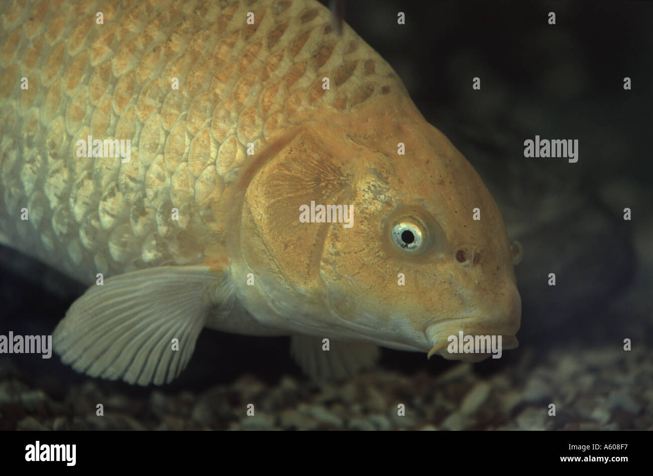 Golden Coi Carp Stock Photo