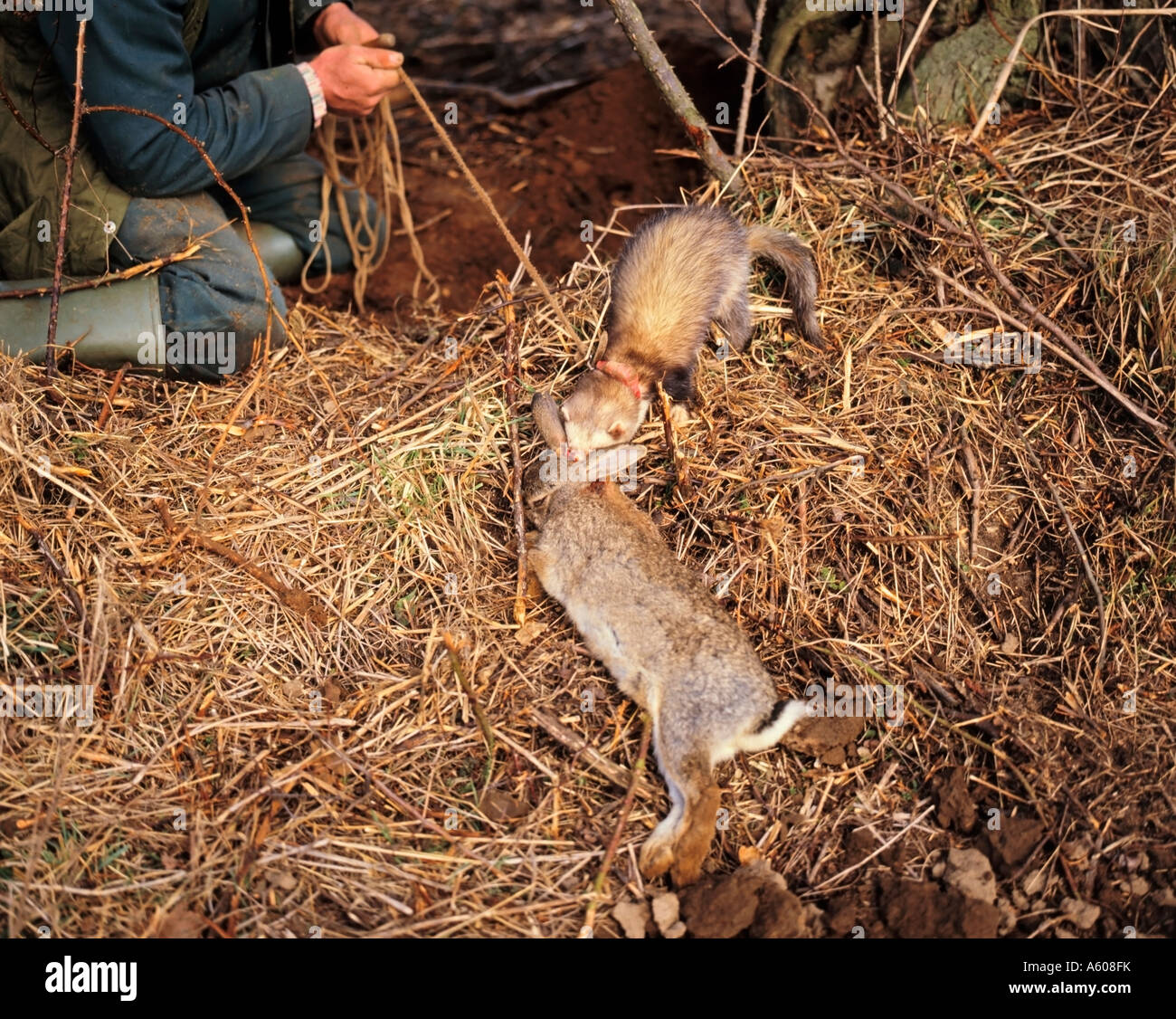 Ferreter ferreting, Hunting rabbits with ferrets, Norfolk, England, United Kingdom Stock Photo