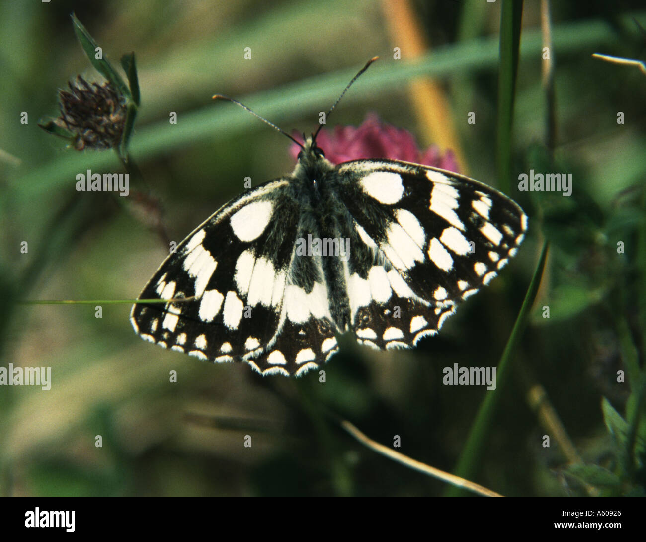 Marbled white Melanargia galathea Dorset Stock Photo