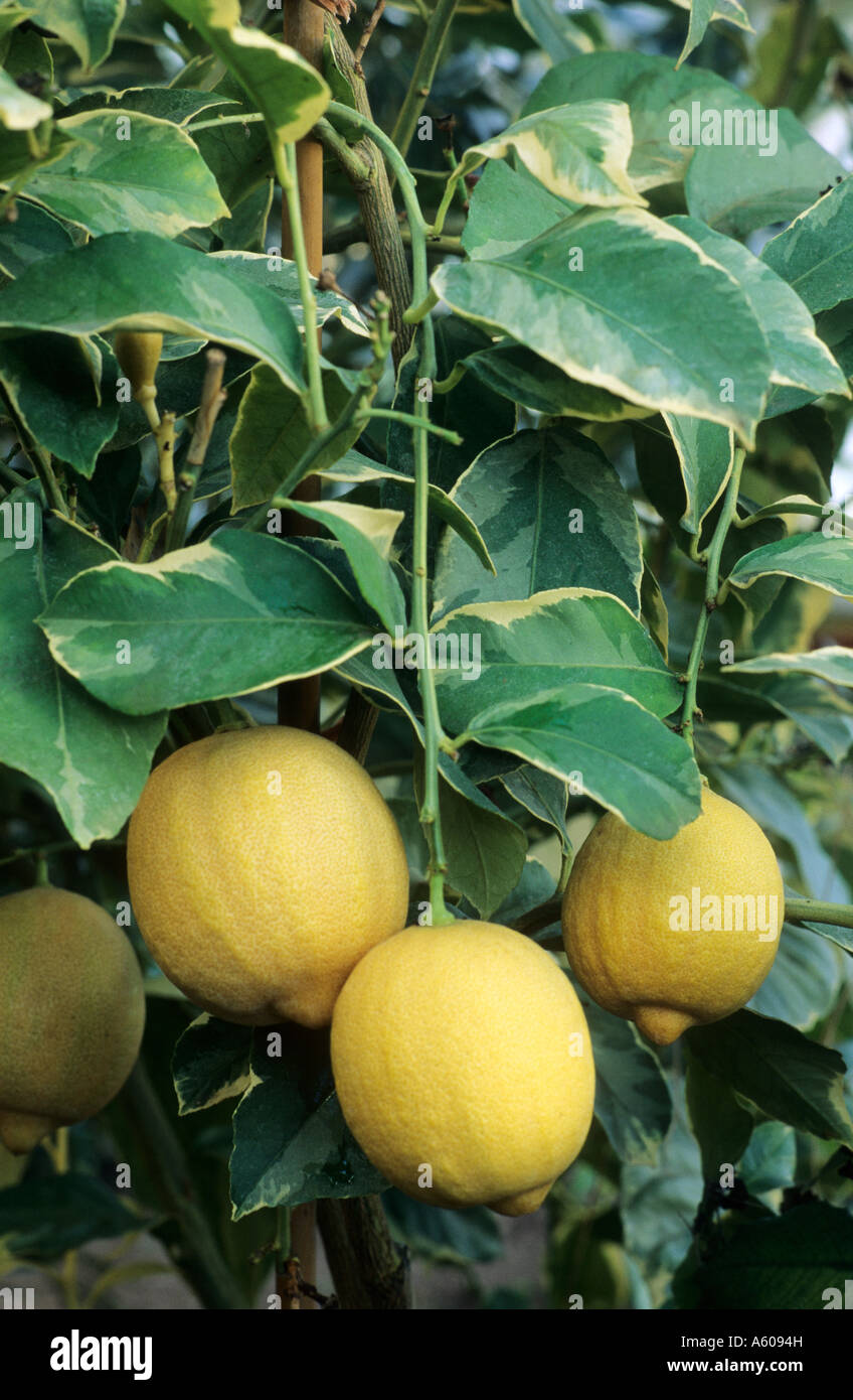 Citrus limonia Panache Stock Photo