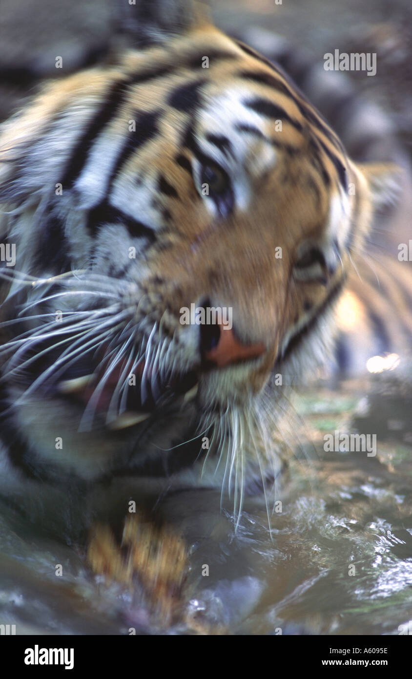 Siberian tiger in motion Stock Photo