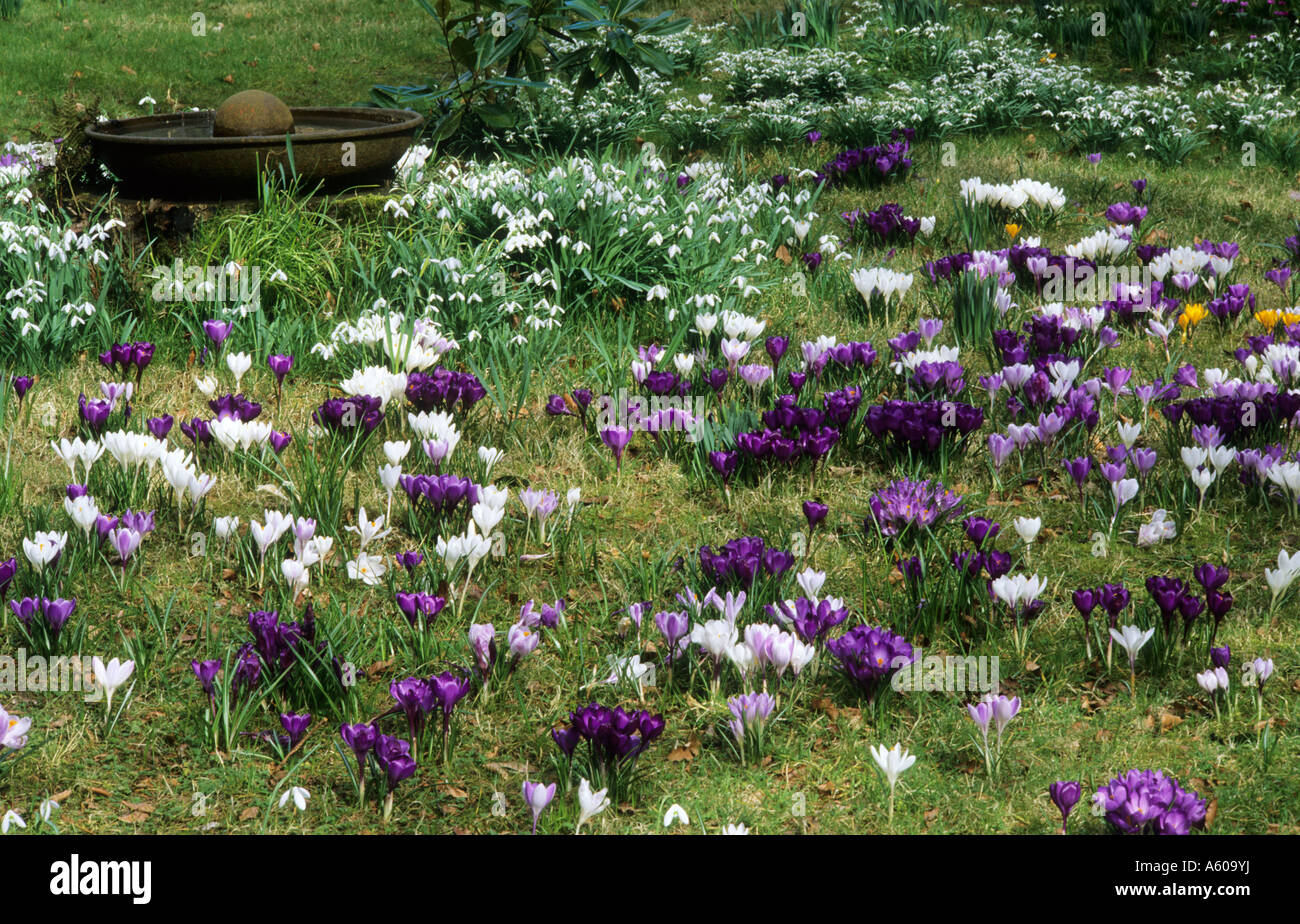 Crocus and Galanthus naturalised in grass Stock Photo
