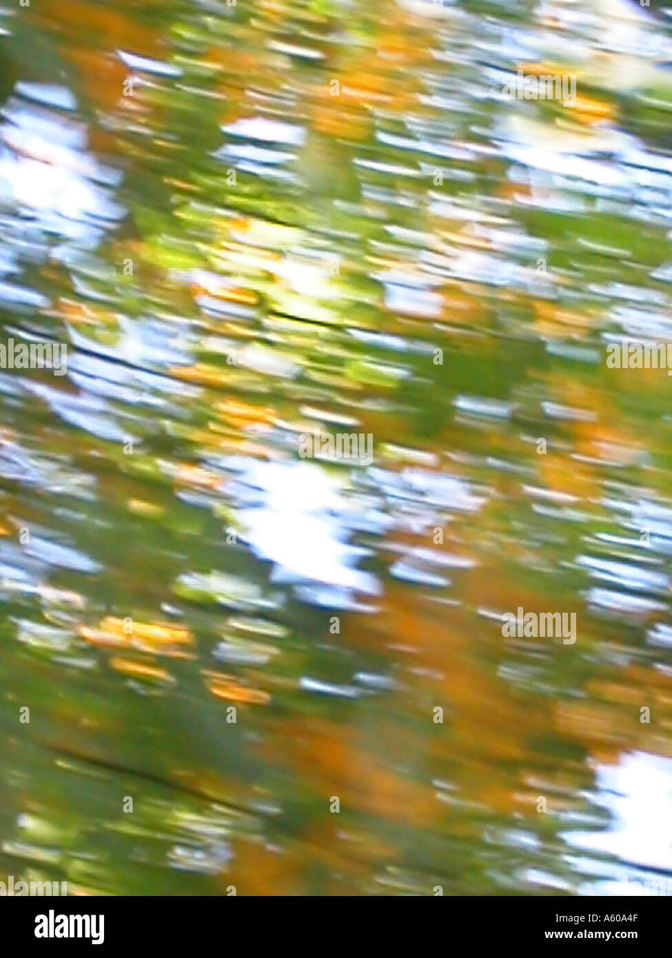 background leaves blurred Stock Photo