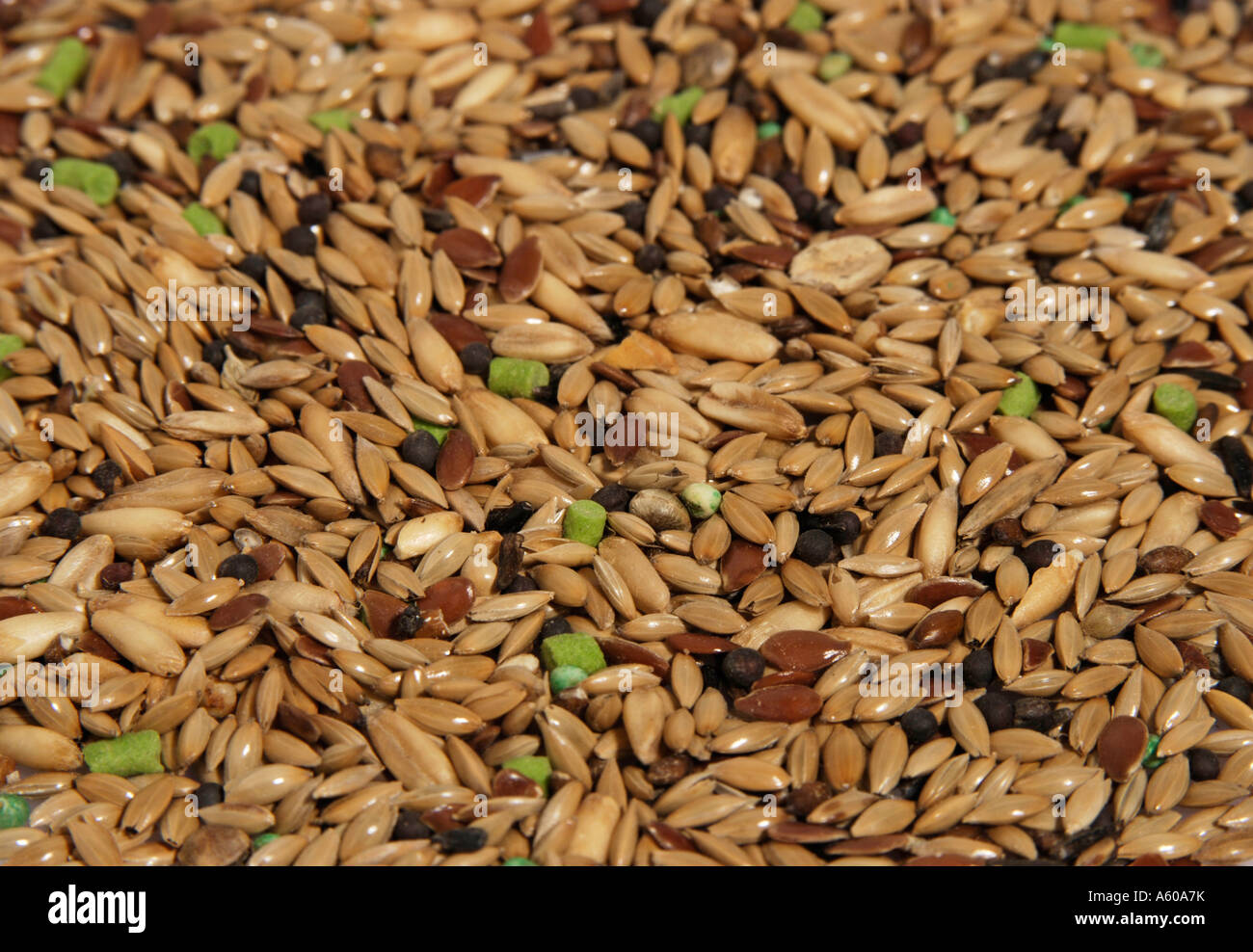 pet food for birds Stock Photo Alamy