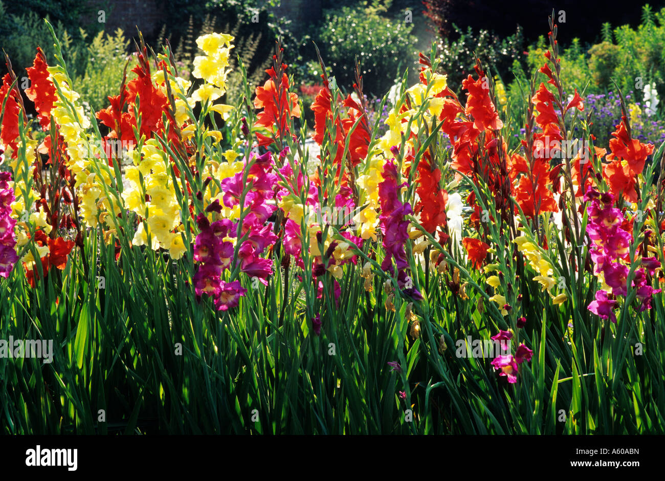 Gladiolus in garden border gladioli Holkham Gardens Norfolk Stock Photo