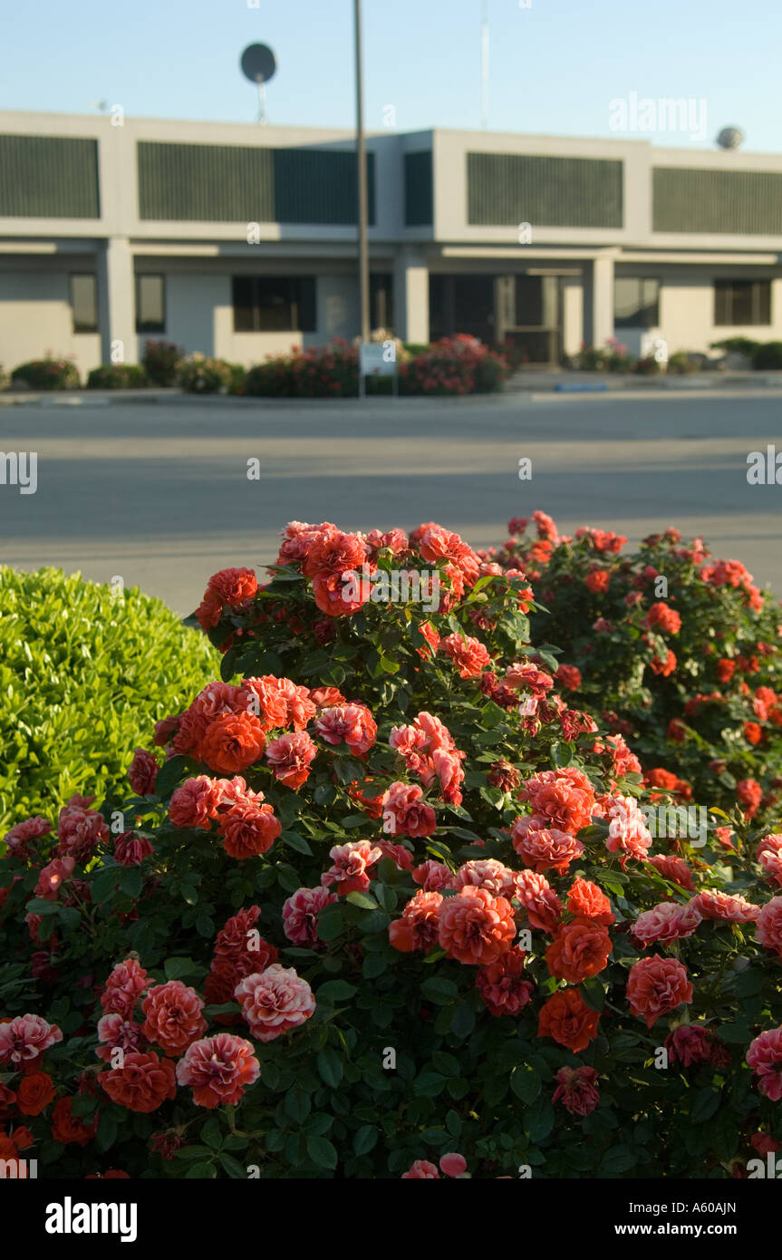 Flowers in front of an office building Stock Photo - Alamy