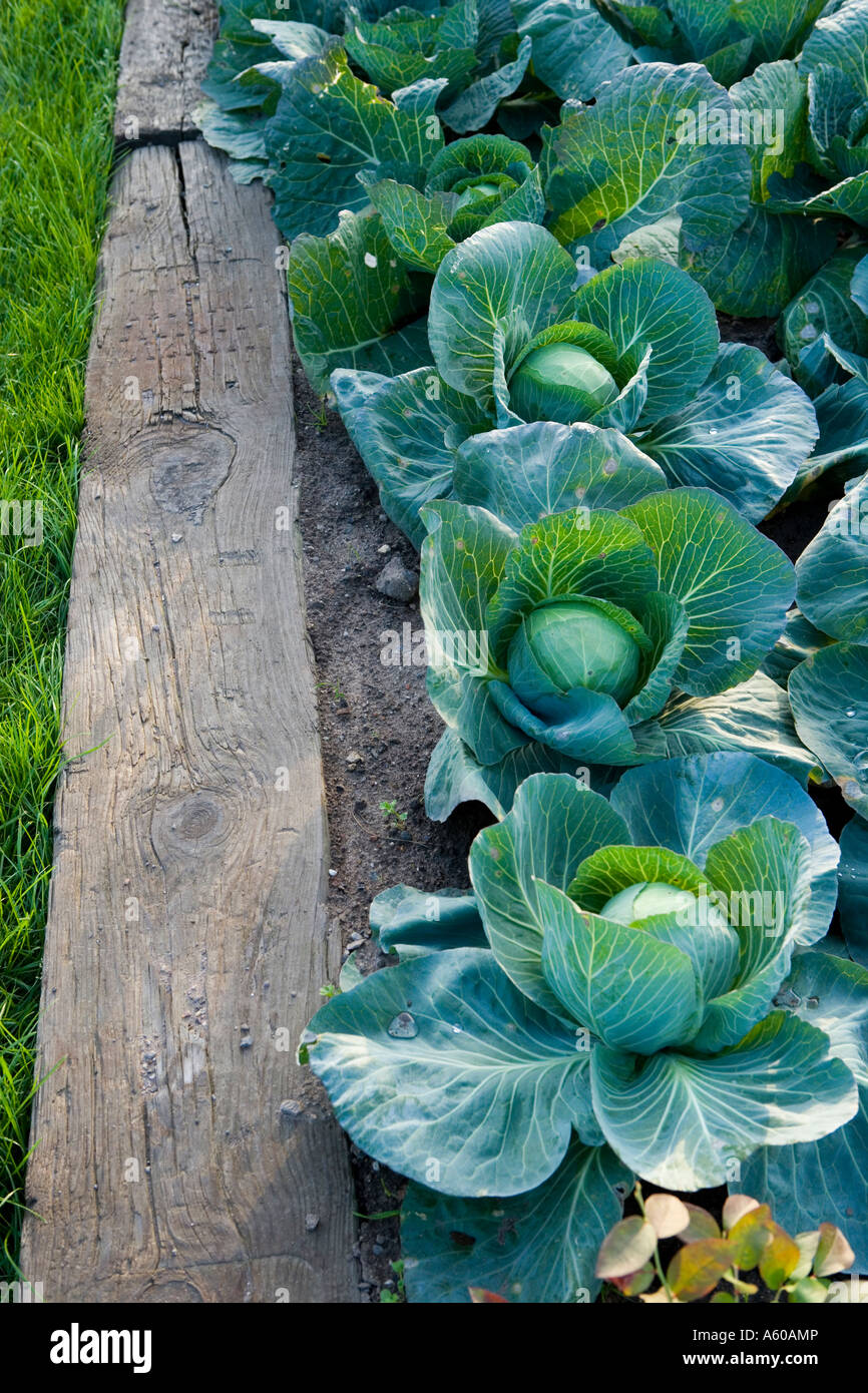 Cabbage plot hi-res stock photography and images - Alamy