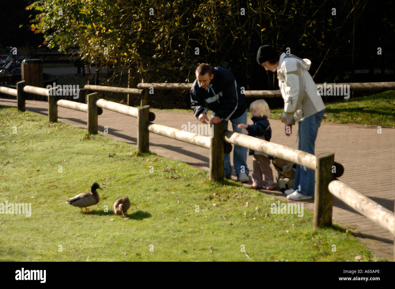 Feeding ducks, Centre Parcs, Longleat, England, UK, Europe Stock Photo