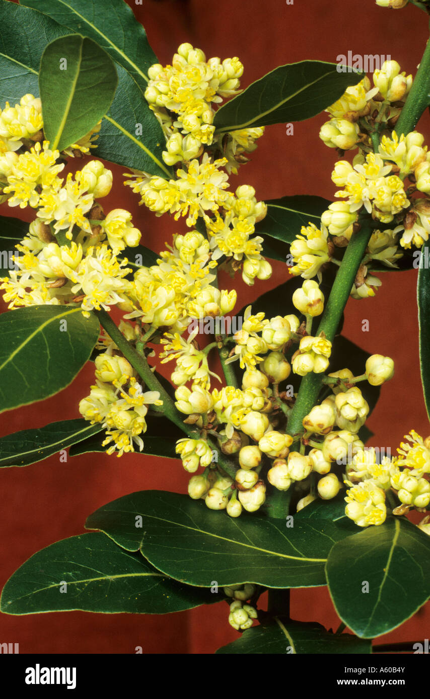 Laurus nobilis sweet bay Stock Photo Alamy