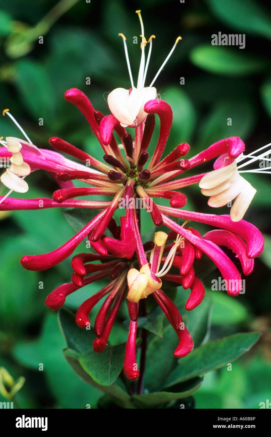 photinia fraseri camilvy Photinia fraseri 'Camilvy' Gartenpflanzen main image 1