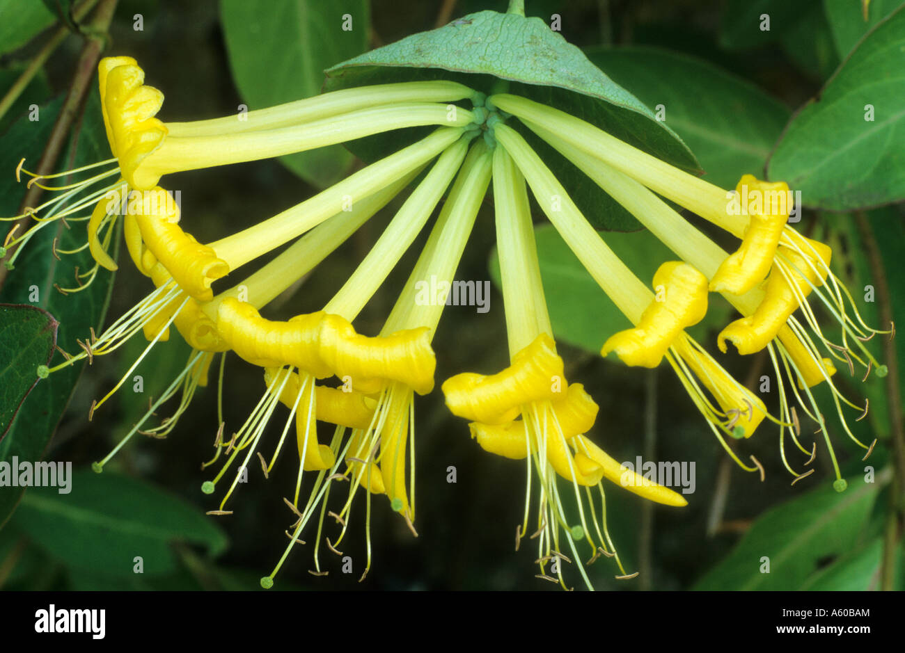 Lonicera tragophylla Stock Photo