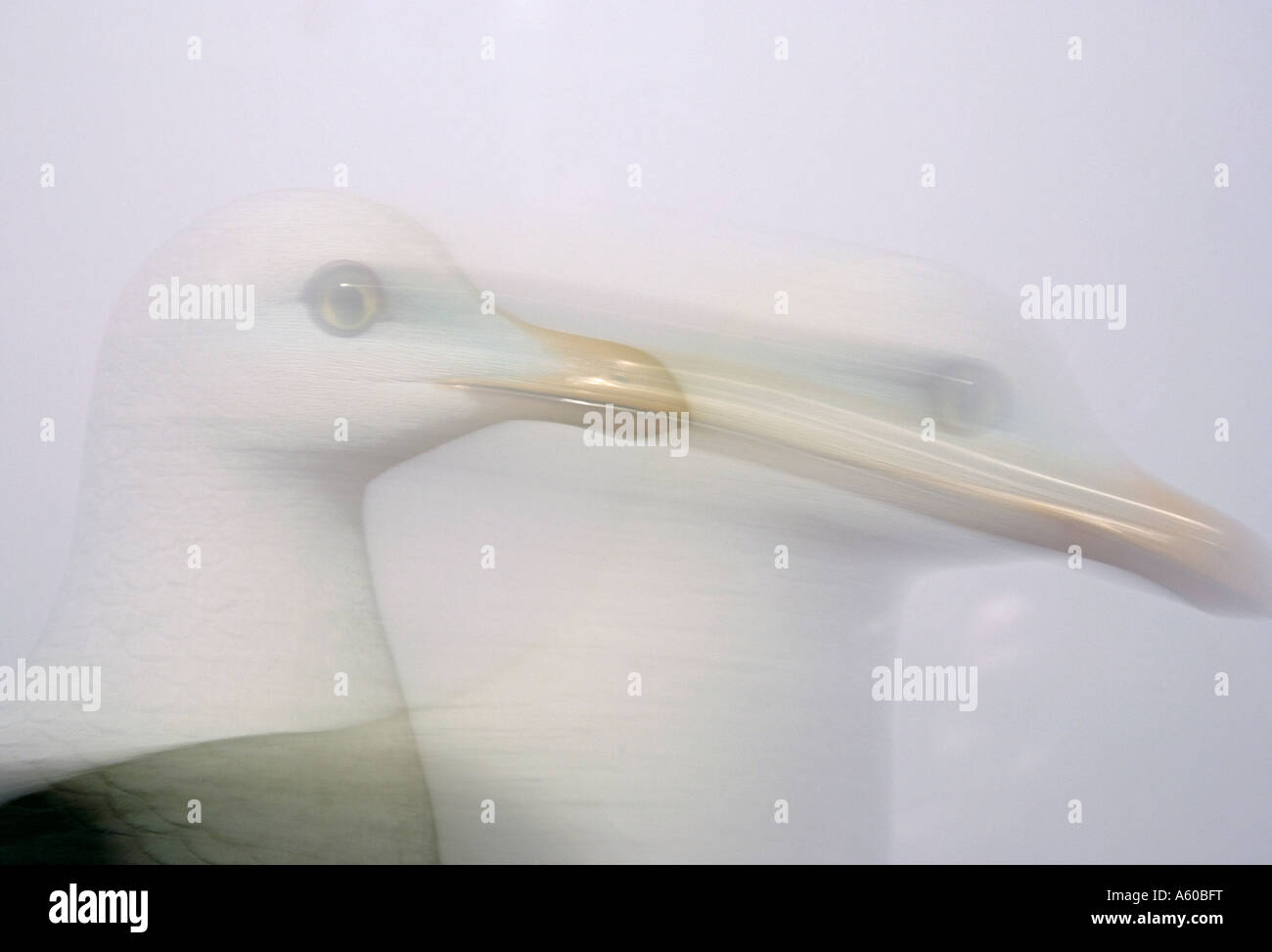 seagull head in motion Stock Photo