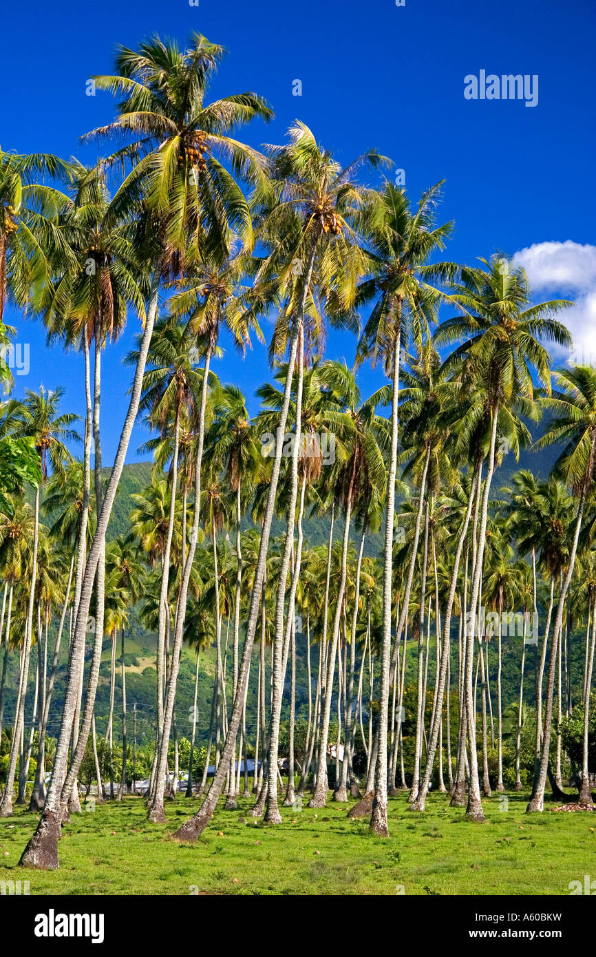 Coconut palm trees in a grove on the island of Tahiti Stock Photo