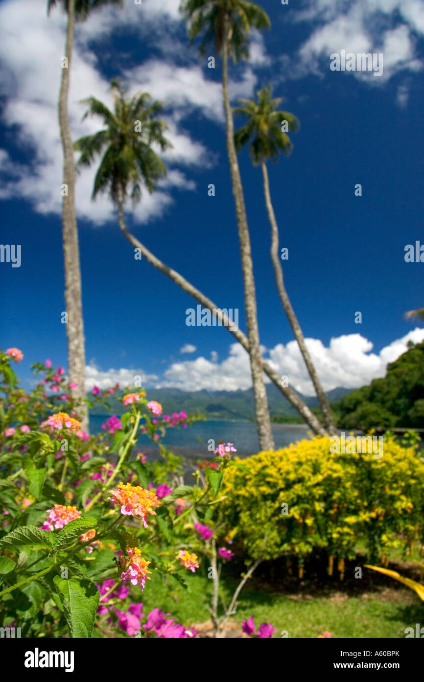 Tropical flowers and palm trees on the island of Tahiti Stock Photo