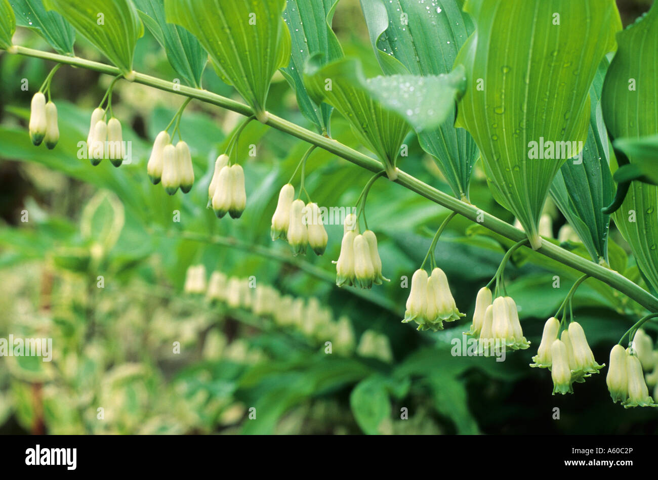 Polygonatum x hybridum, Solomon's Seal, white flowers, garden plant polygonatums Stock Photo