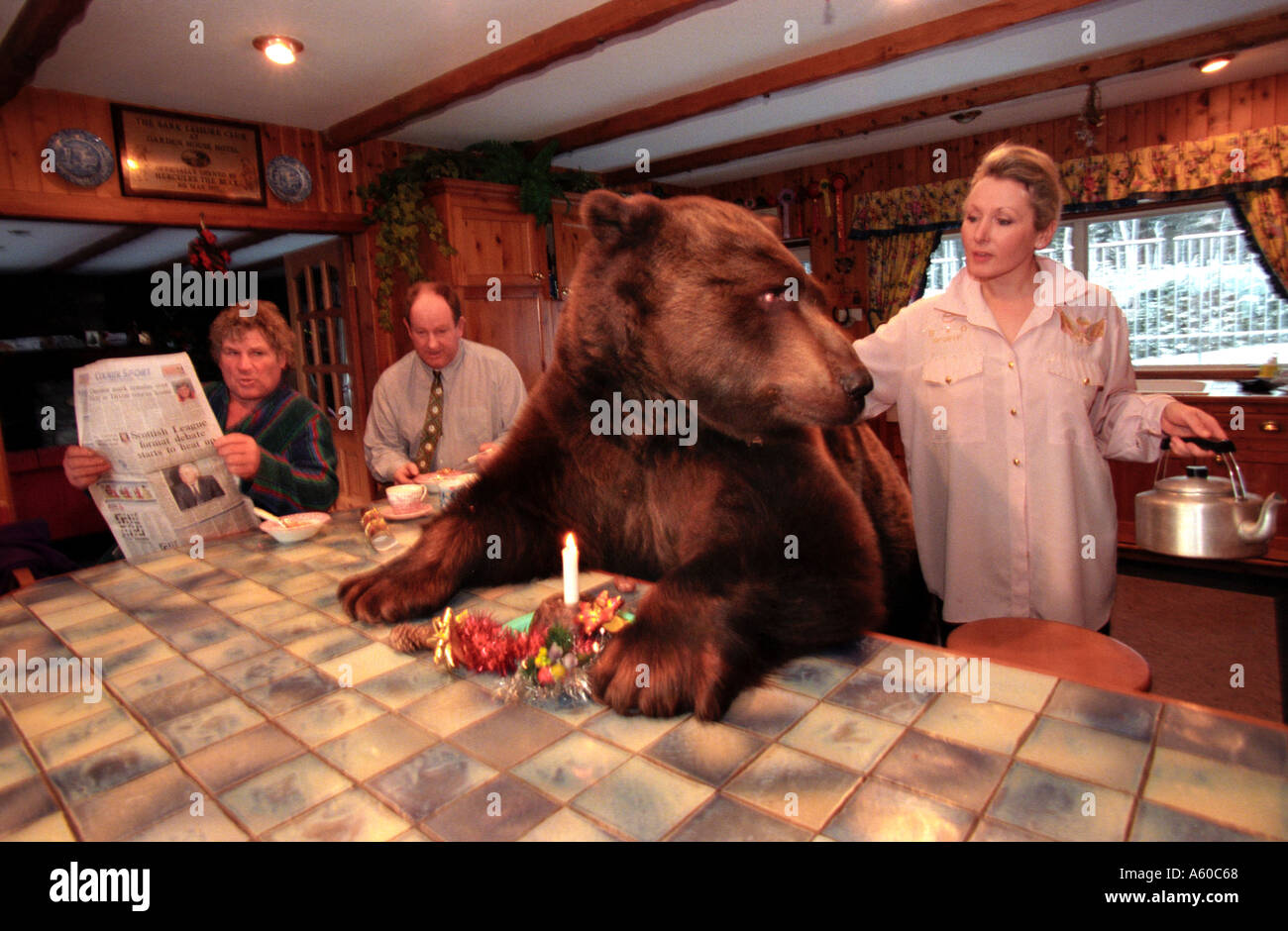 Hercules the Bear celebrates his 20th birthday in his owners house in Scotland Hercules was born and raised in captivity Stock Photo
