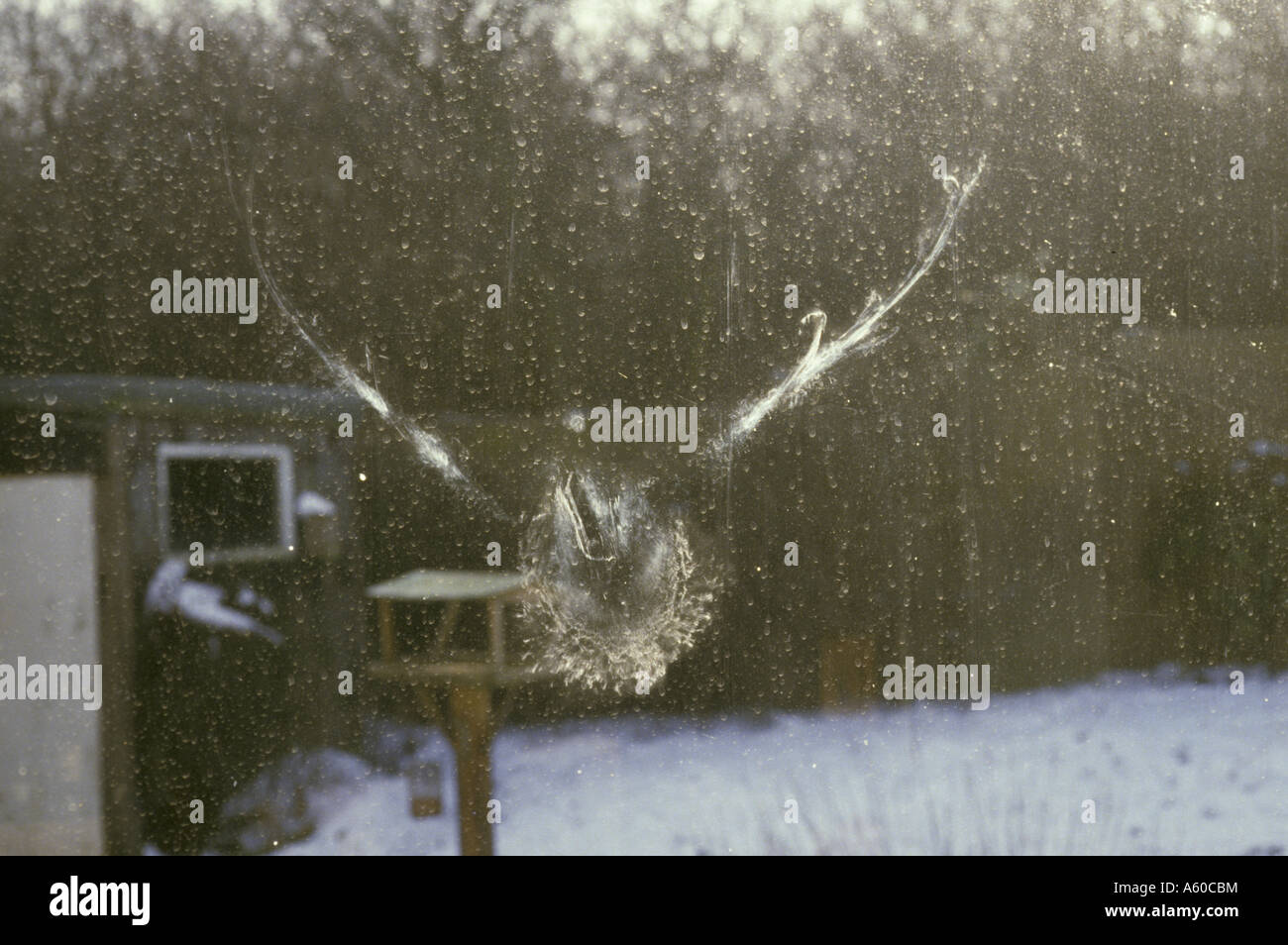 Wood Pigeon Columba palumbus Impression left on glass after collision S Stock Photo