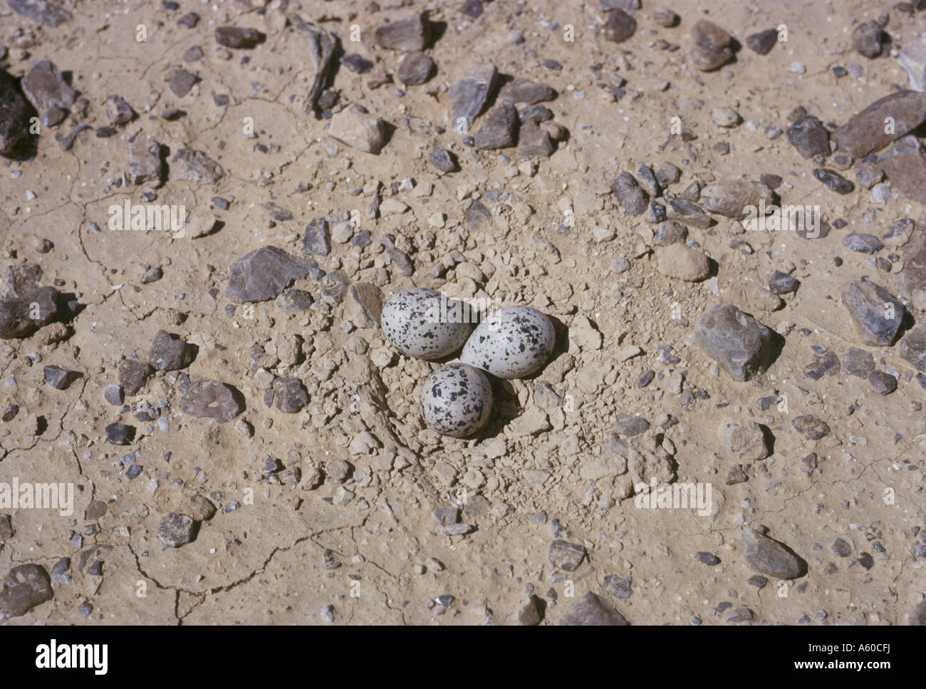 Greater Sand Plover Charadrius leschenaultii Nest and eggs Stock Photo