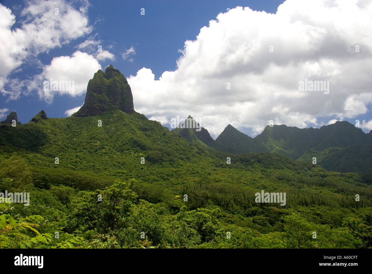 Tropical vegetation on the island of Moorea Stock Photo