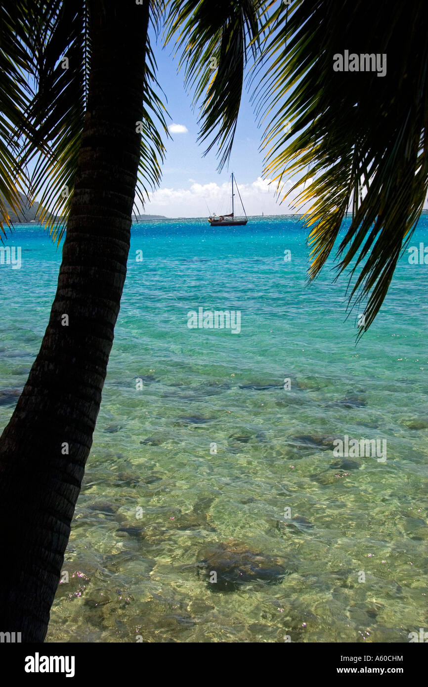 Lagoon and palm tree on the island of Moorea Stock Photo