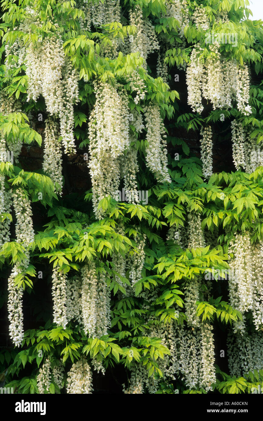 Wisteria sinensis Alba Stock Photo