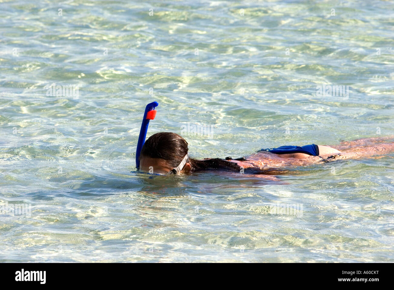 Woman snorkeling in the lagoon off the island of Moorea Stock Photo Alamy