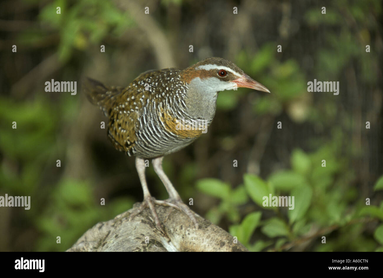 Buff banded Rail Rallus philippensis Australia Stock Photo