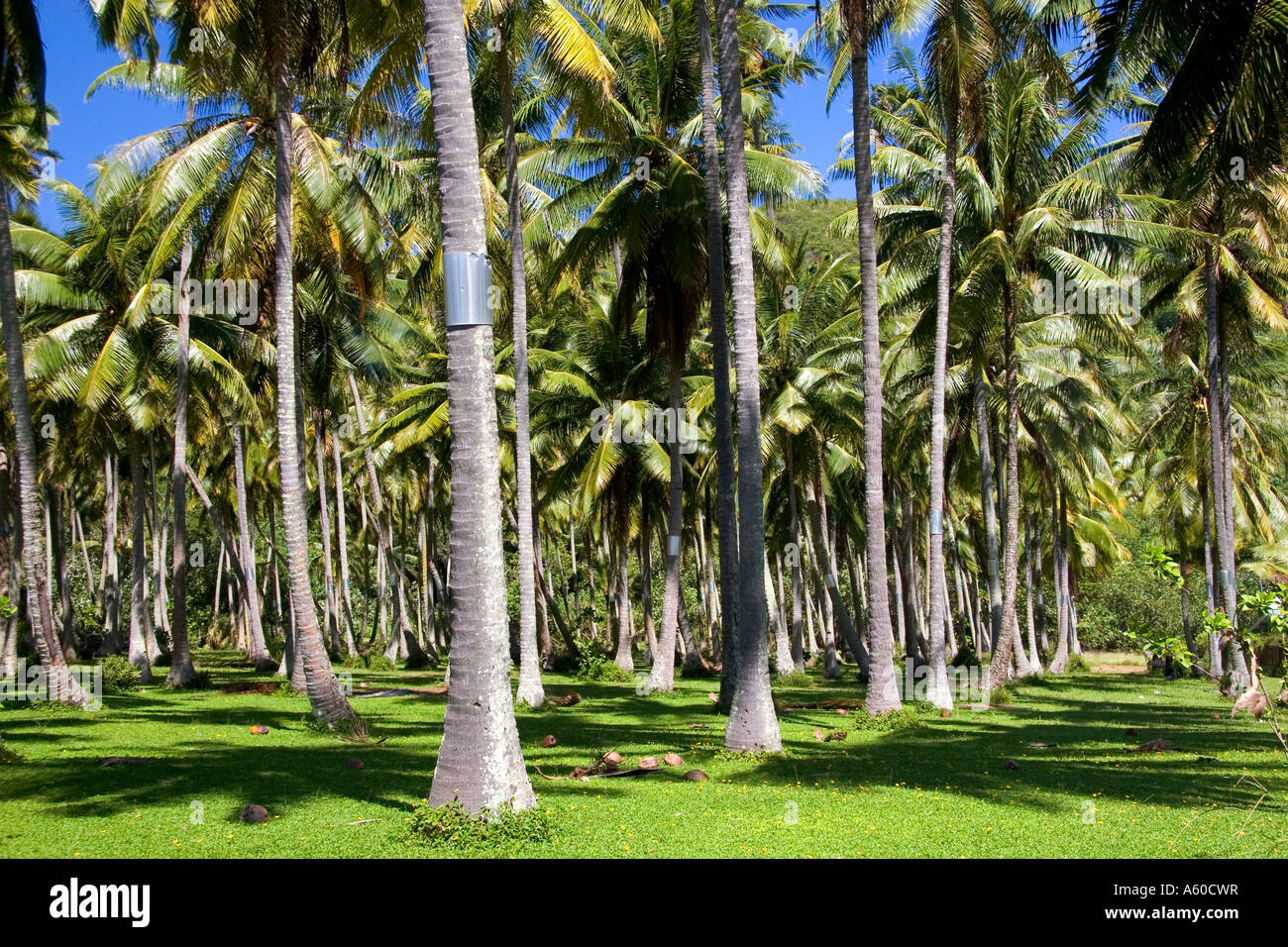 A coconut palm tree grove on the island of Moorea Stock Photo