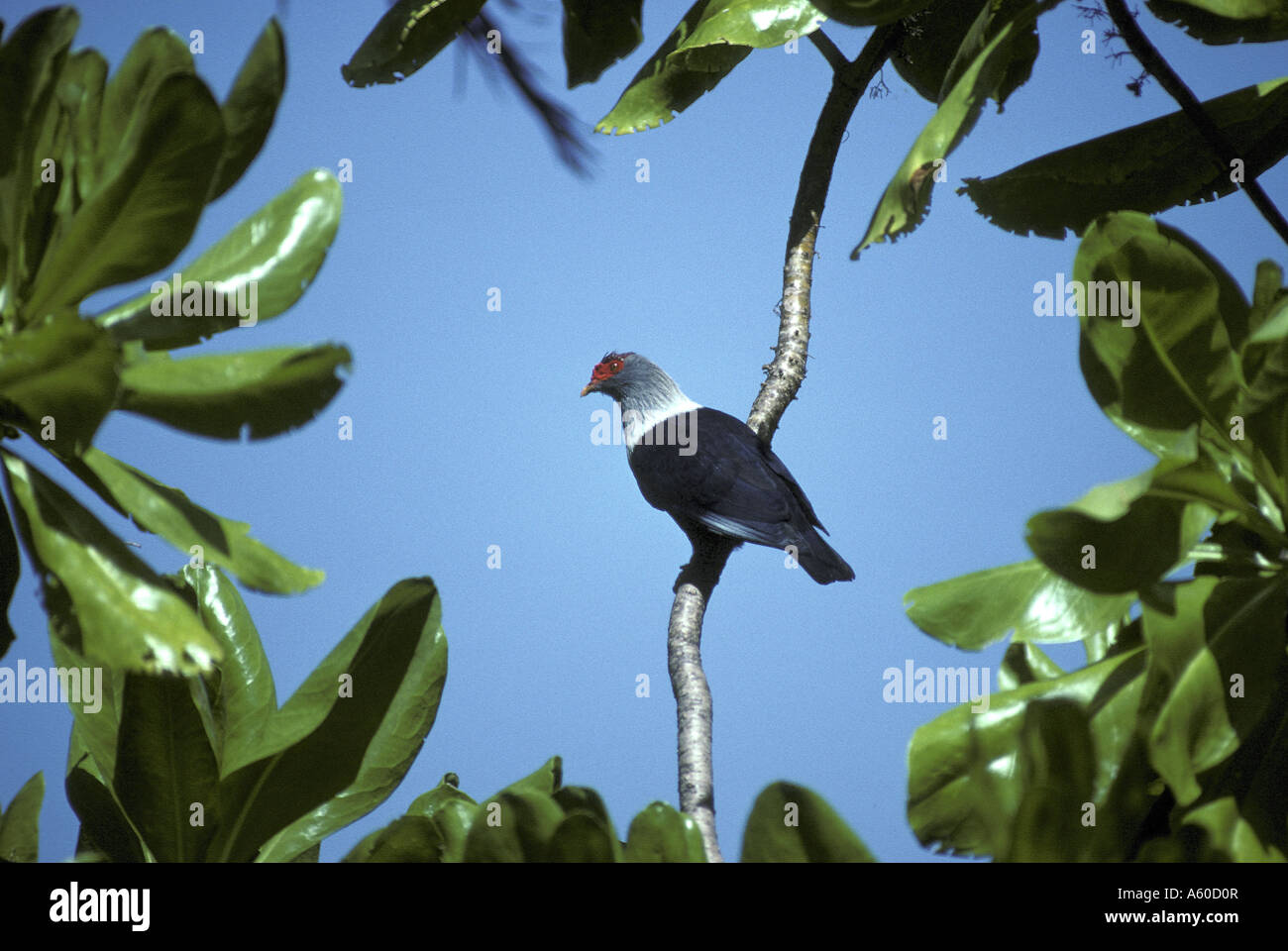 Blue Seychelles Pigeon Alectroenas pulcherrima Stock Photo - Alamy