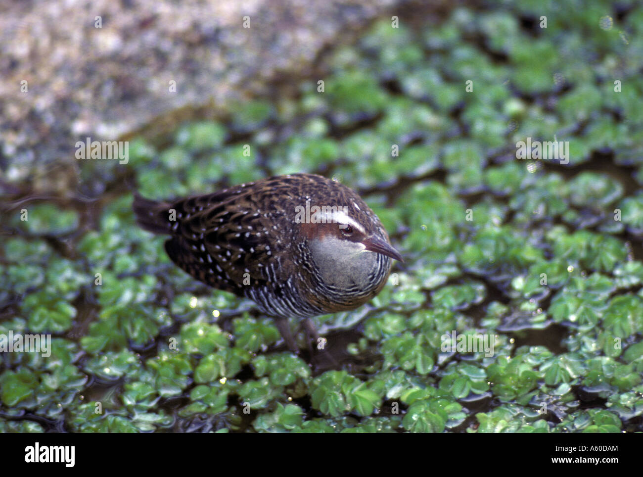 Banded Rail Rallus philippensis Stock Photo