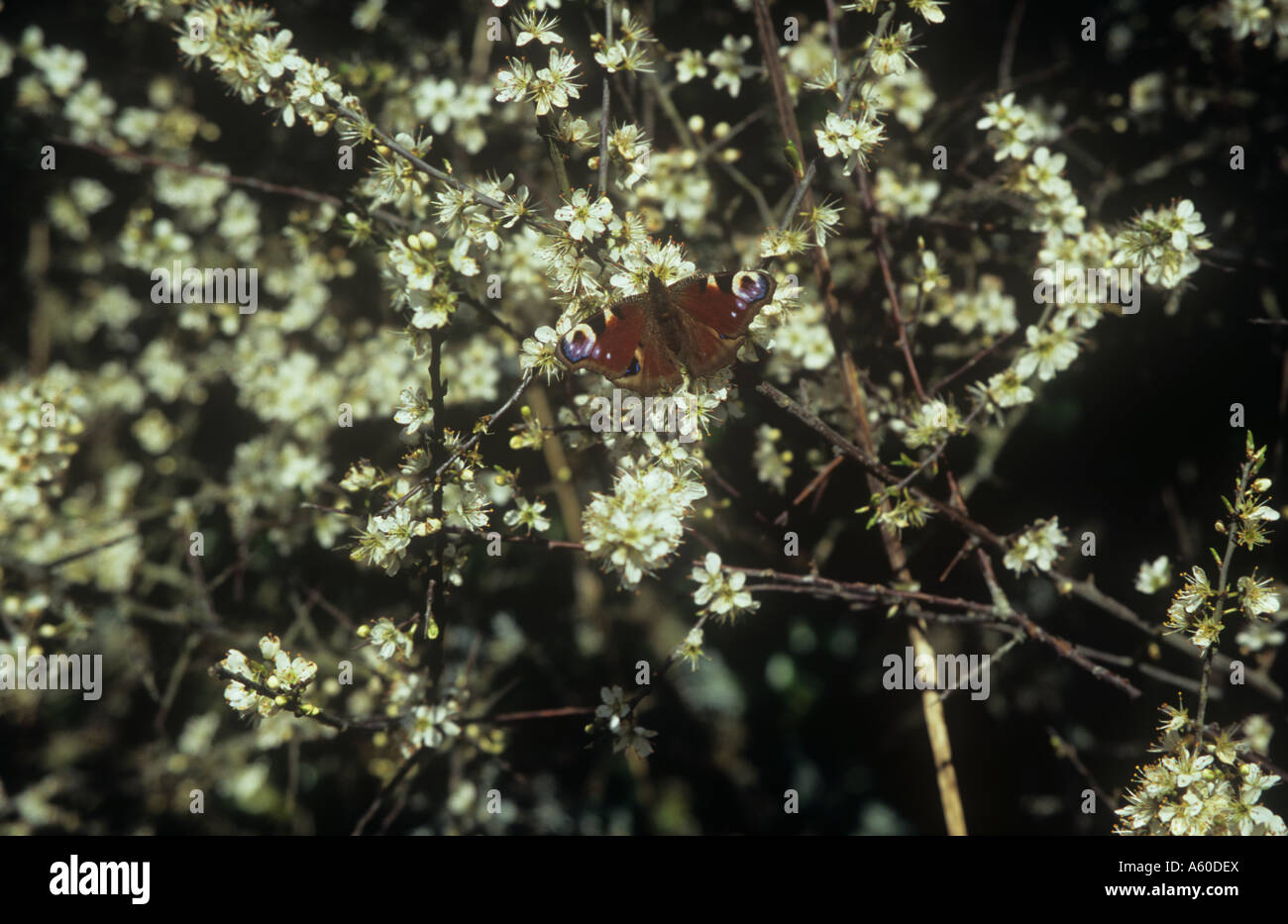 Peacock butterfly on Blackthorn. Gunwalloe, The Lizard Peninsula, Cornwall, UK Stock Photo