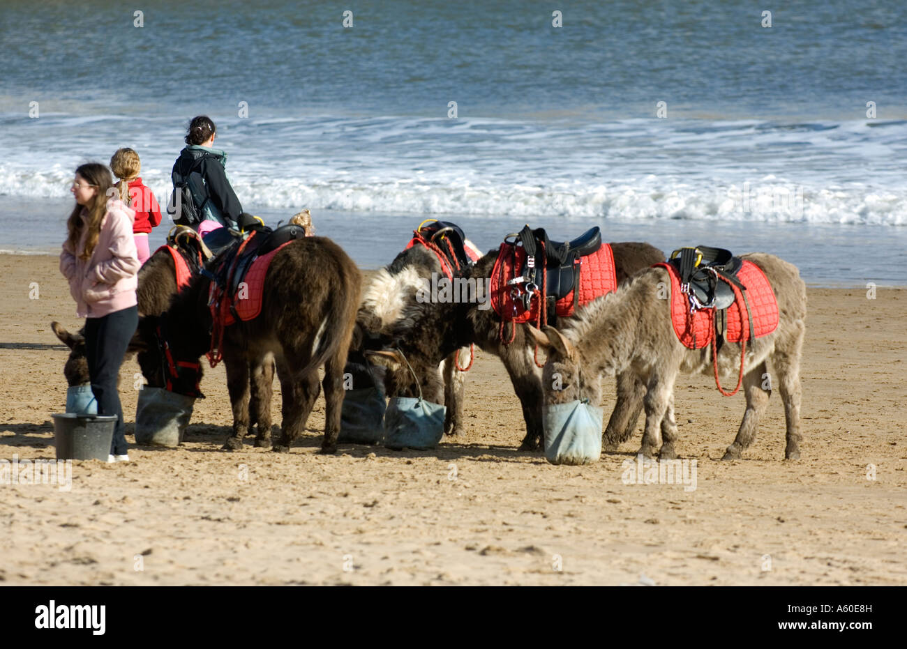 Donkey rides scarborough hi-res stock photography and images - Alamy