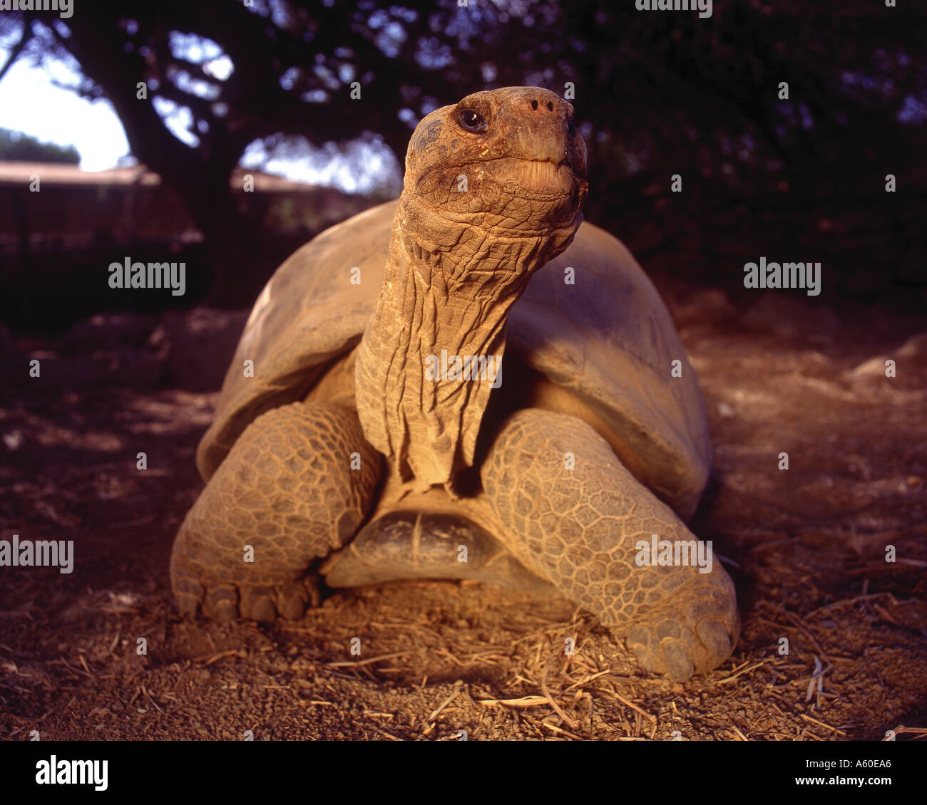 Tortoise galapagos islands ecuador hi-res stock photography and images ...