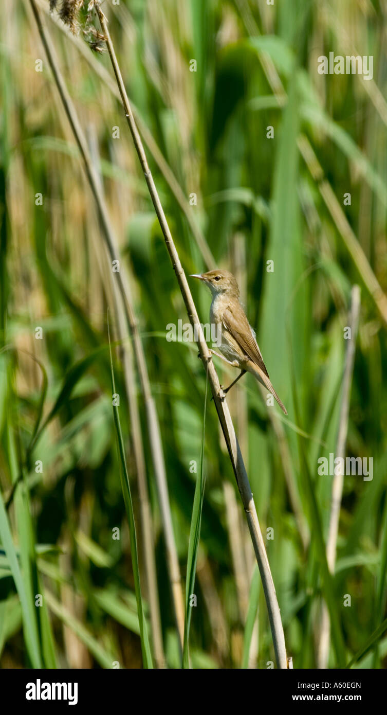 Reed Warbler in reeds Stock Photo