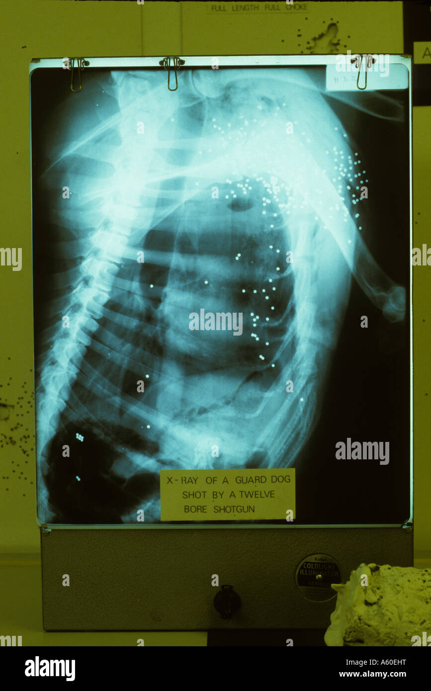 Wound forensic lab police gun shot 12 bore hires stock photography and