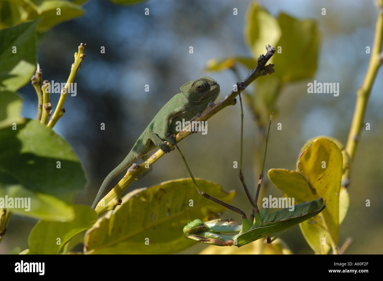 Mantis and Chameleon Stock Photo