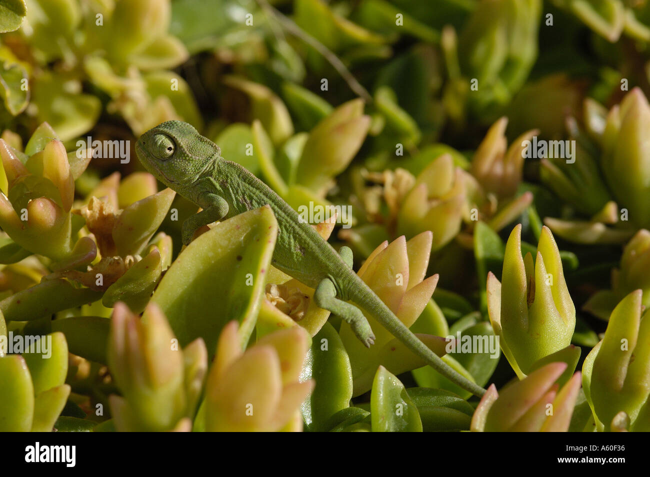 Chameleon on mesebryanthemum Stock Photo