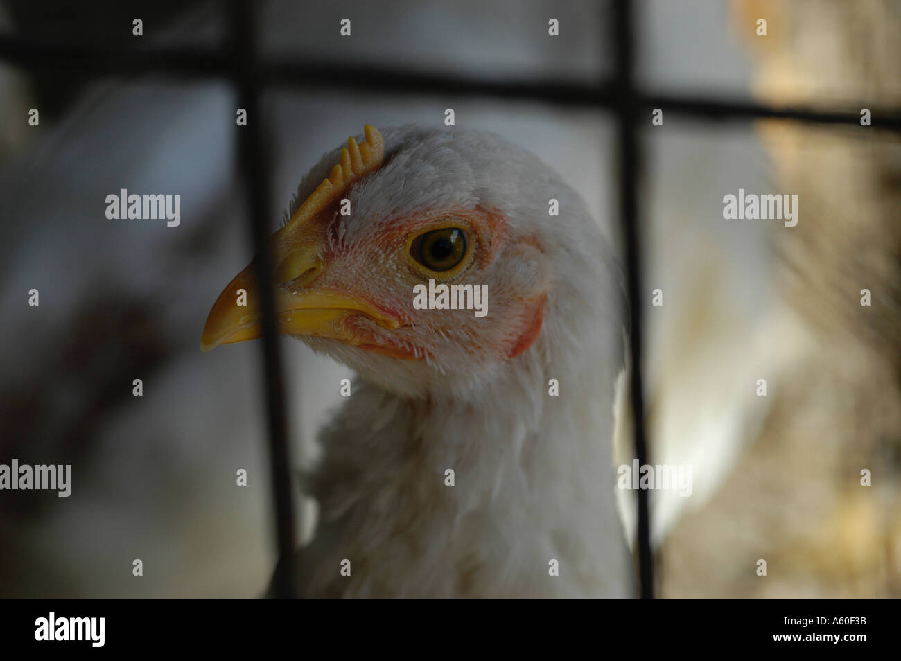 Caged Fowl Stock Photo