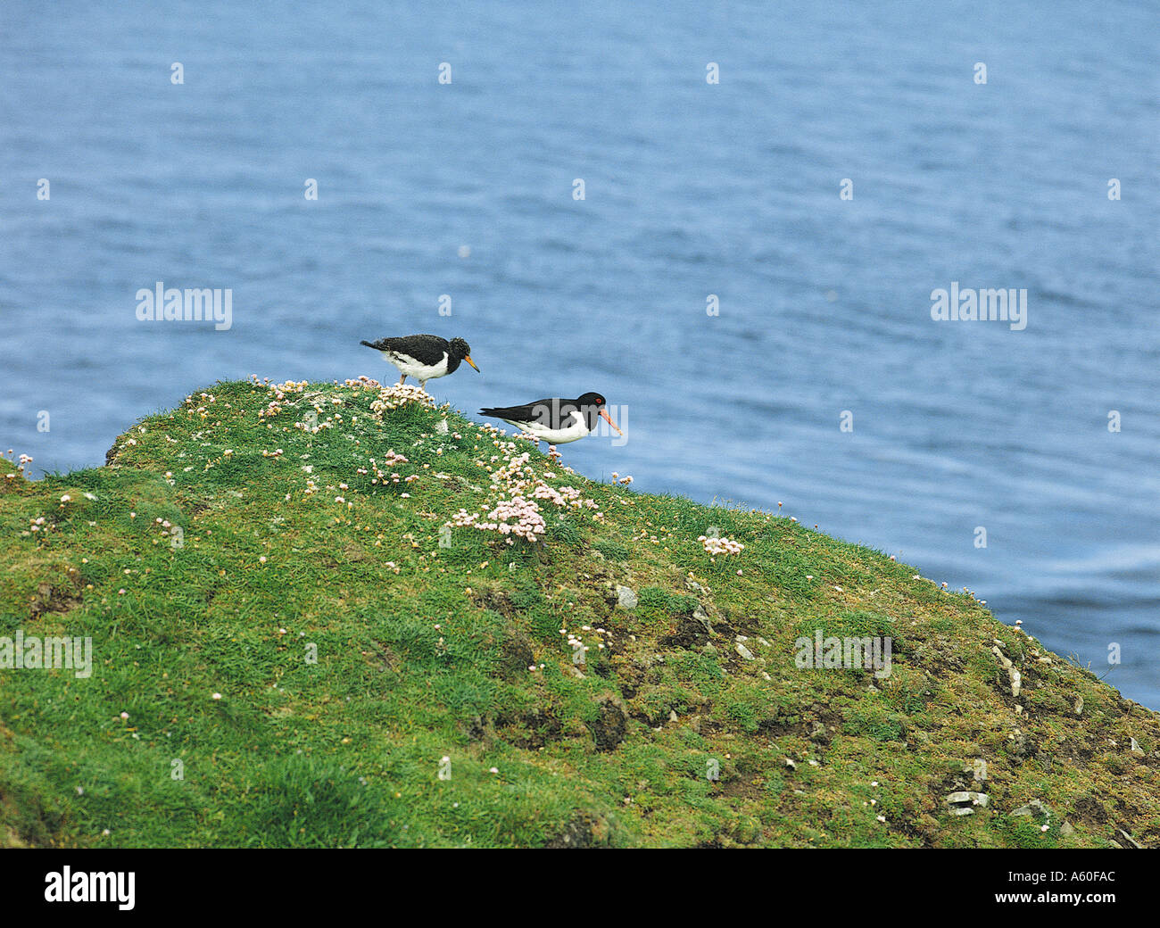 dh Oystercatchers WADERS UK Oyster catcher bird Haematiopus ostralegus and chick on cliff tops scottish birds wader Stock Photo