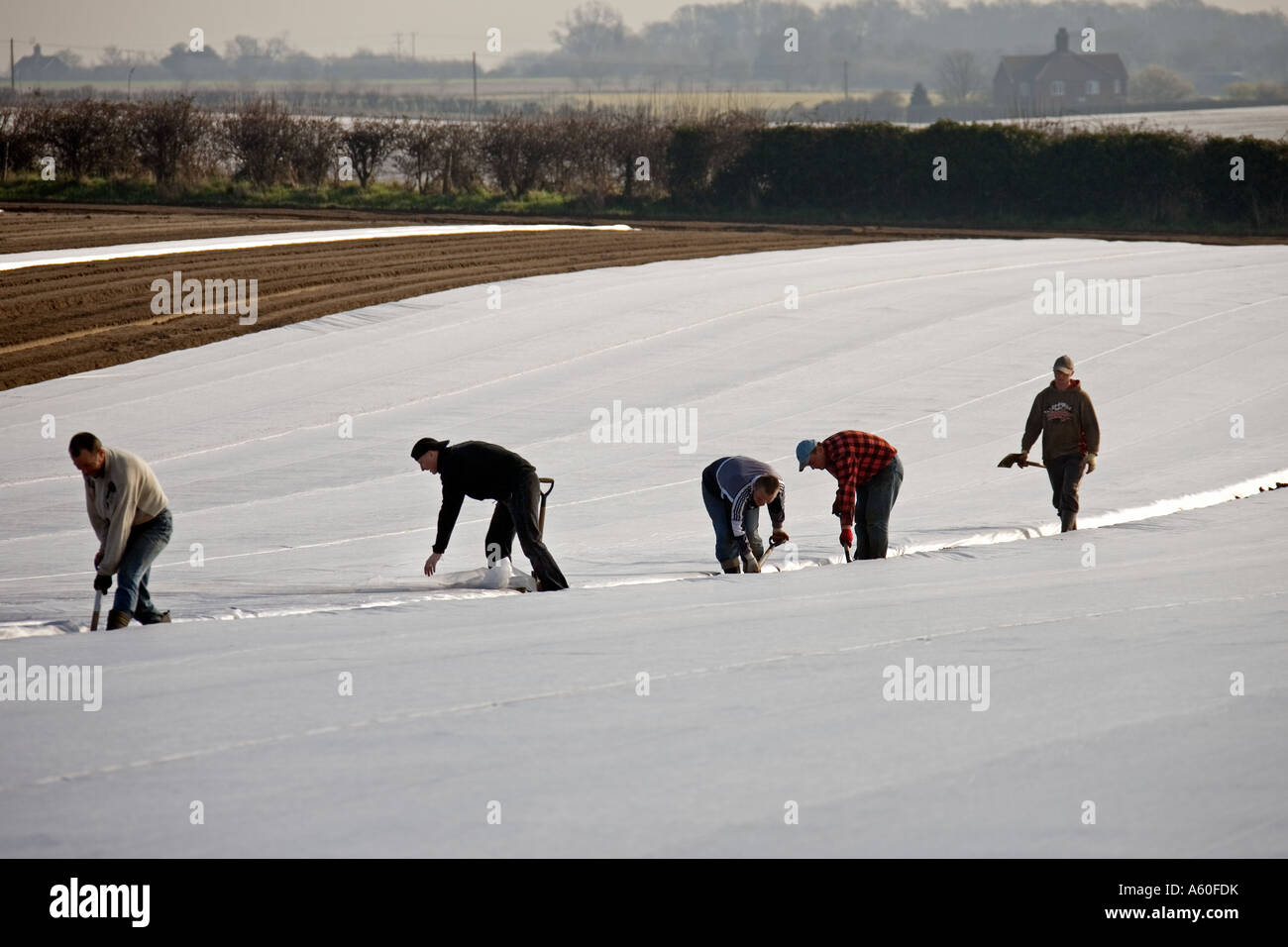 Eastern Europeans working with sheets on East Anglia farm. Stock Photo