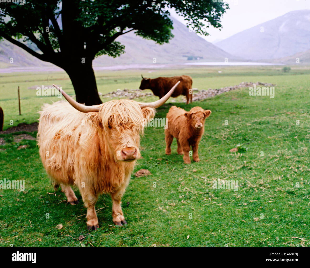 GB HIGHLAND CATTLE GLEN COE Stock Photo - Alamy