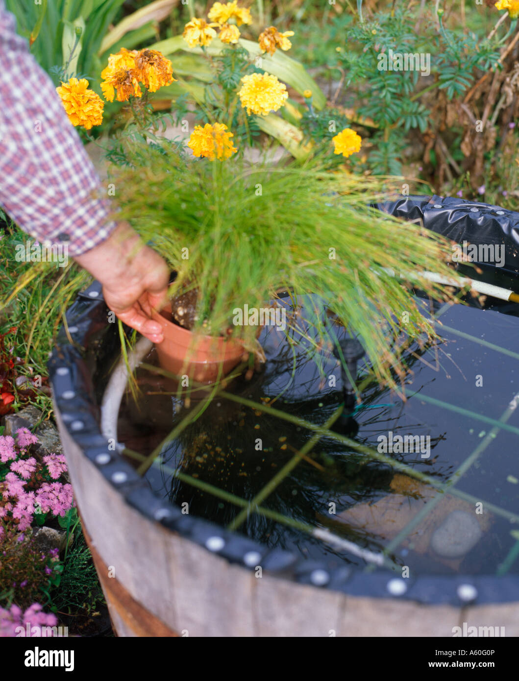 BUILDING A BARREL FEATURE STEP13 ADDING A SELECTION OF WATER PLANTS