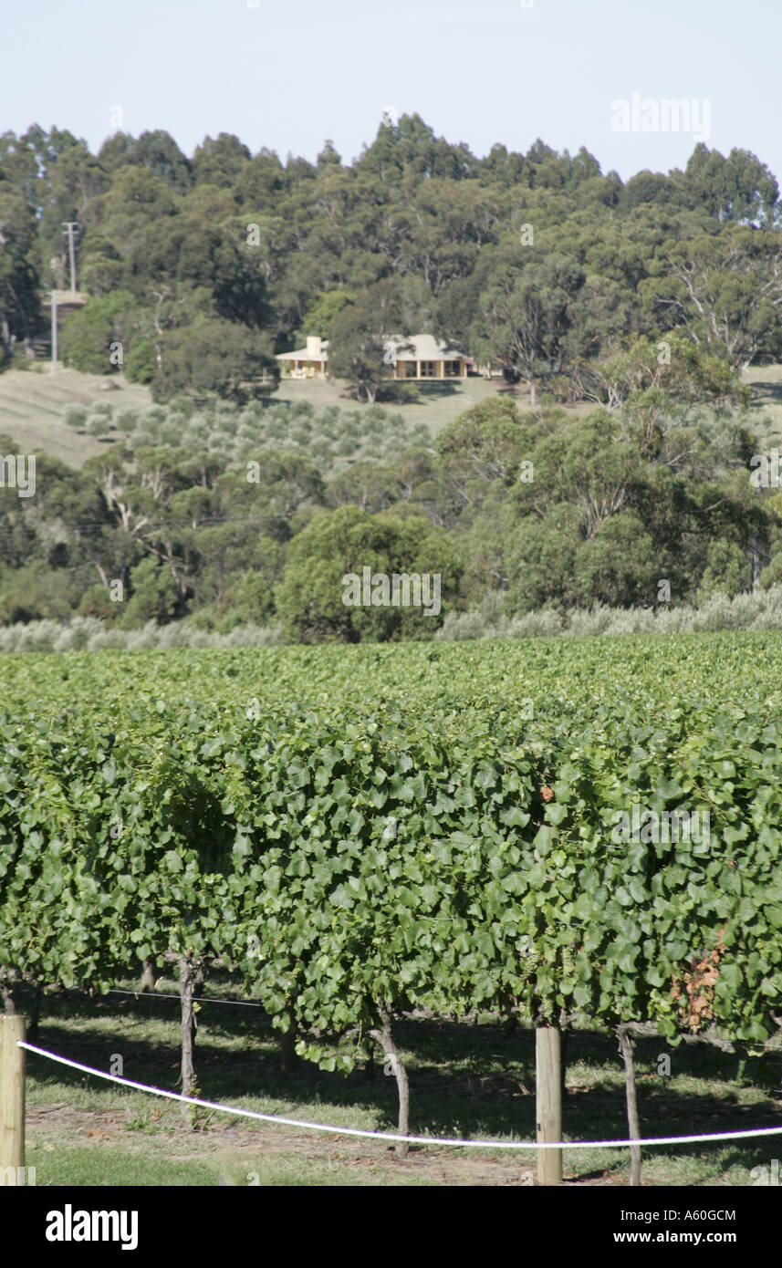 Montalto Vineyard in Red Hill South, Victoria,Australia Stock Photo Alamy