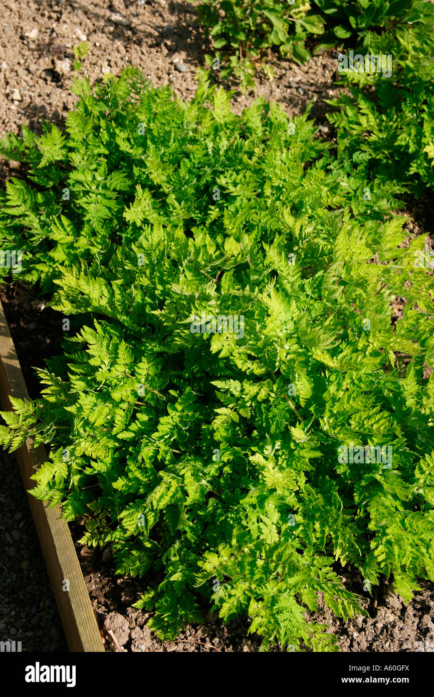 SWEET CICELY IN SPRING Stock Photo