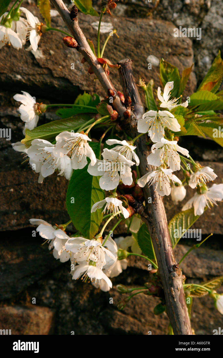 CHERRY PRUNUS SPP TREE IN FLOWER CLOSE UP Stock Photo Alamy