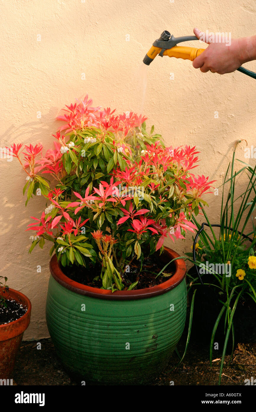 WATERING PLANTS USING A HOSEPIPE Stock Photo Alamy